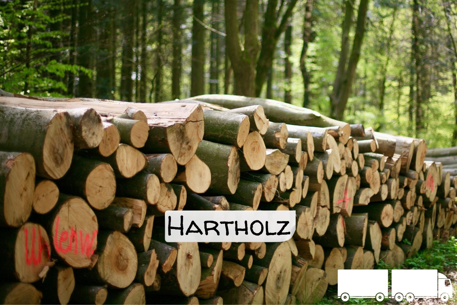Stammholz Hartholz – 20 RM (Halb-LKW) / 40 RM (Komplett-LKW)